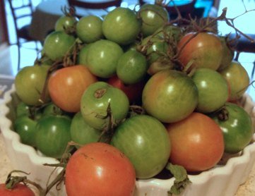 green tomatoes going red