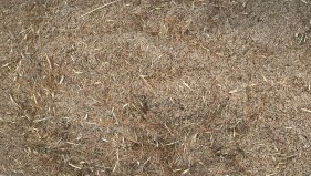 Grass seed mixed with sand