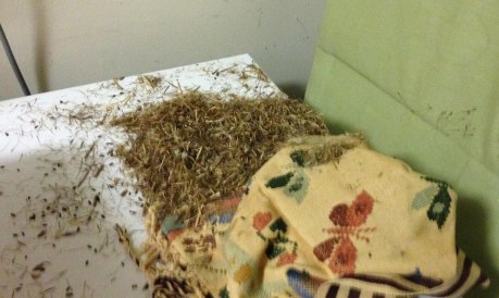 grass seeds extracted from bag by mice