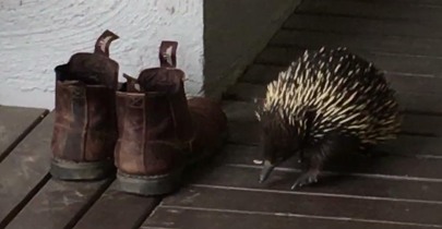 echidna and boots
